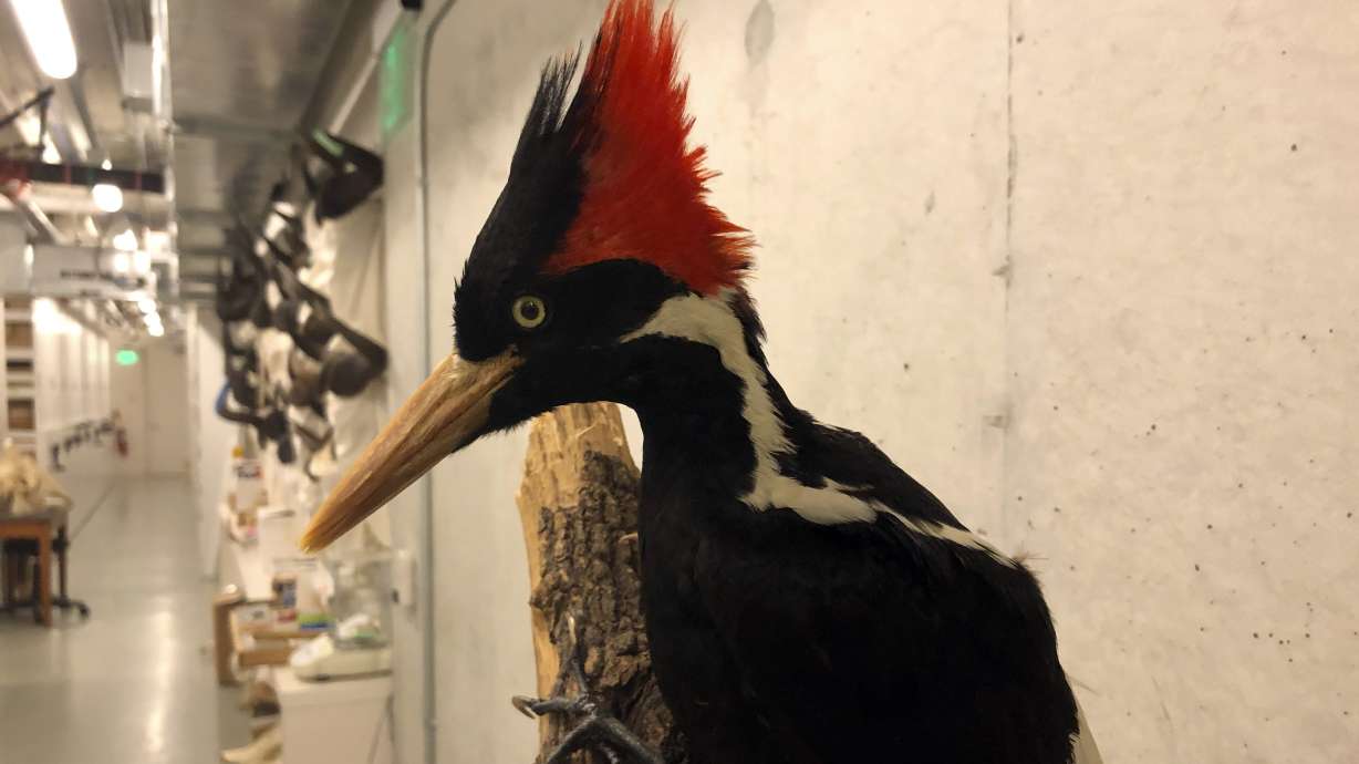 An ivory-billed woodpecker specimen is on a display at the California Academy of Sciences in San Francisco, Friday. Death is knocking for the last time for the splendid ivory-billed woodpecker and 22 assorted birds, fish and other species: The U.S. government is declaring them extinct.