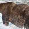 Fat Bear Week: It's time to weigh in on Katmai National Park's biggest bear