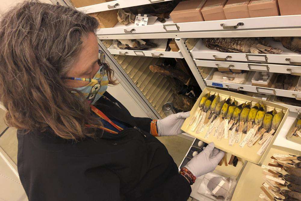 Moe Flannery, senior collections manager for ornithology & mammalogy at the California Academy of Sciences, holds a tray containing Bachman's warblers in their specimen collection in San Francisco, Friday. The U.S. government is declaring the Bachman's warbler and 22 more birds, fish and other species extinct. It’s a rare move for wildlife officials to give up hope on a plant or animal, but government scientists say they've exhausted efforts to find these 23.
