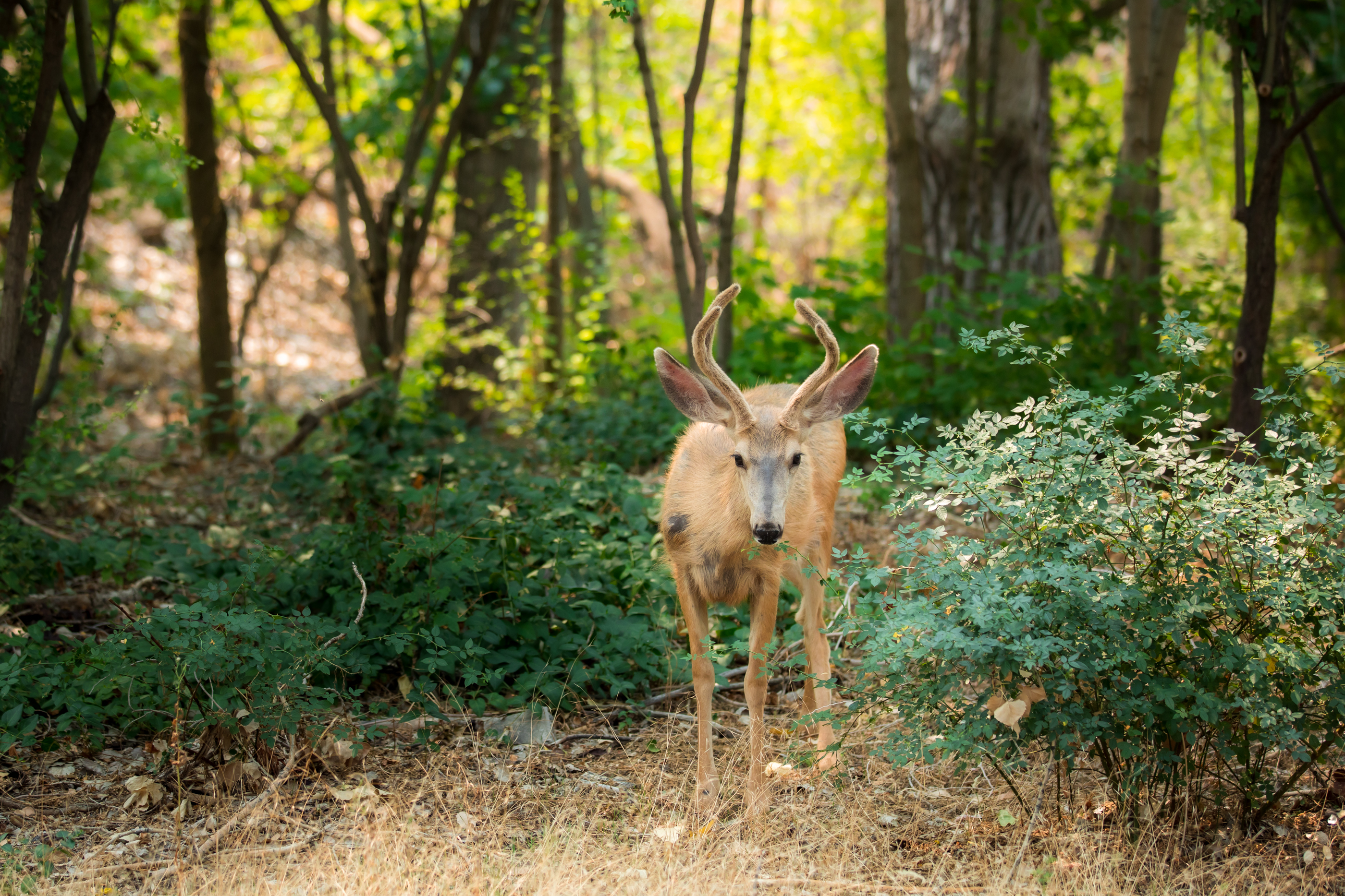 A buck deer walks through Allen Park in Salt Lake City on Aug. 10, 2021.