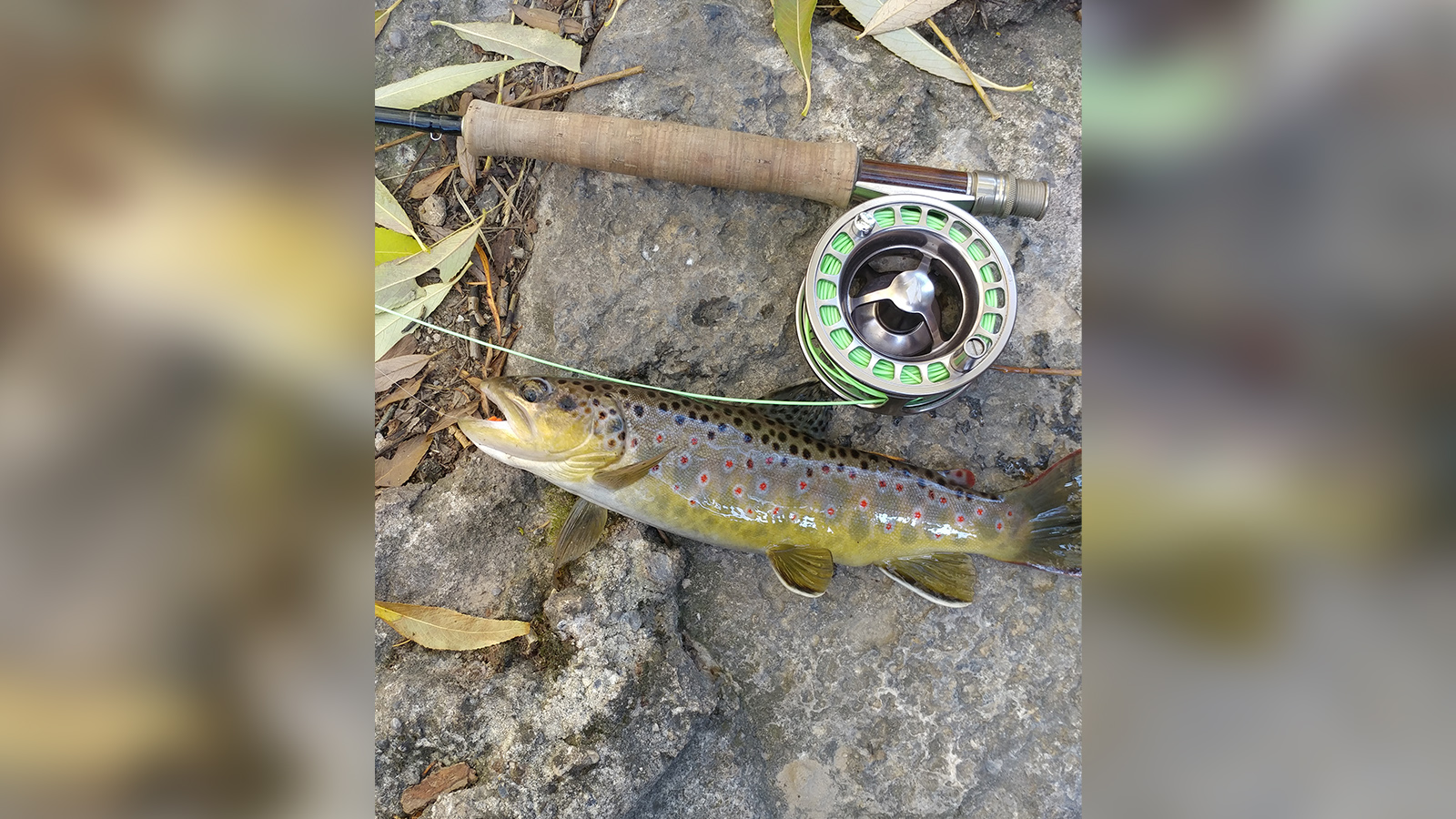 Why fall is the best season for catching and admiring brook and brown trout