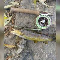 Why fall is the best season for catching and admiring brook and brown trout