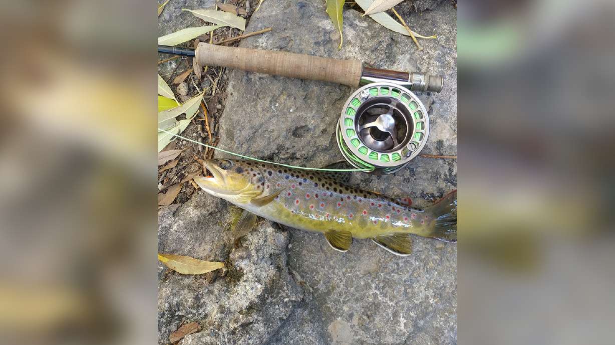 A photo of a brown trout caught in Utah during the fall. Autumn is when the male species change colors during the spawning season.