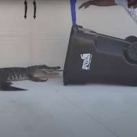 Have You Seen This? Florida man uses trash can to capture gator