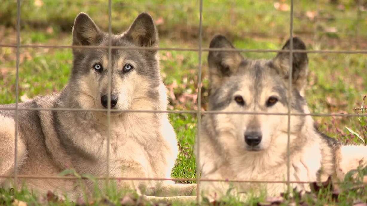 Wolfdogs or wolf hybrids at Full Moon Farm Wolfdog Sanctuary, in North Carolina in August 2021. A 3-month-old baby in Alabama died after being bitten by the family's pet "wolf-hybrid" Nov. 30, according to the Shelby County Sheriff's Office.