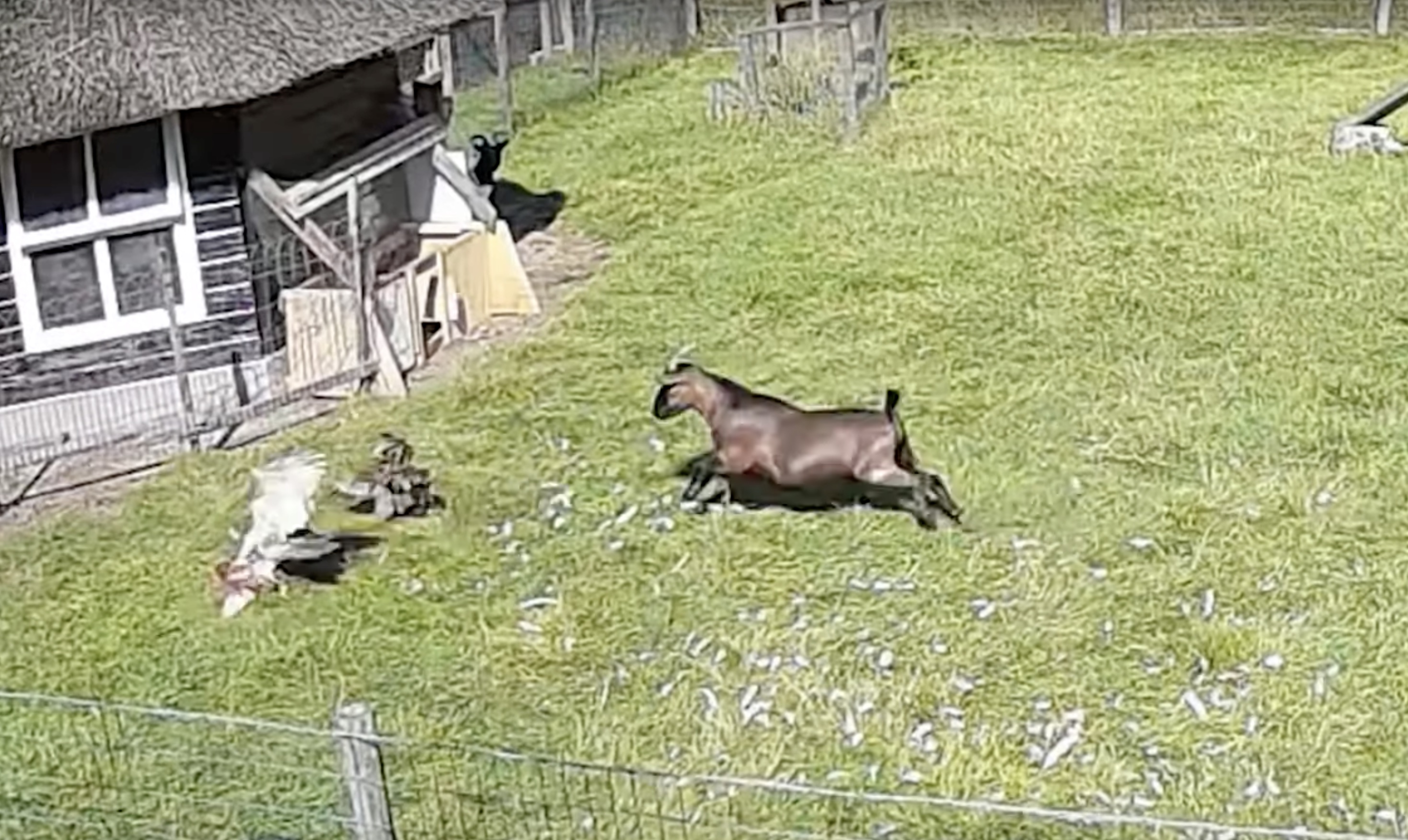 When a hawk attacks a chicken, a brave goat steps in to save the day.
