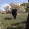 How cows are helping solve Utah Lake's phragmites problem