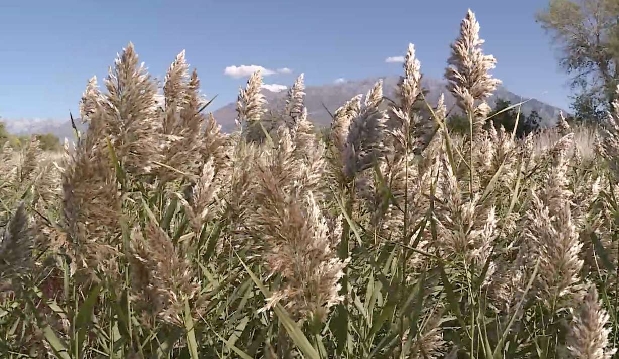 Phragmites at the Powell Slough Waterfowl Management Area in Orem on Monday. Experts say the non-native species creates plenty of issues for Utah's natural habitat.