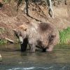 'Still chowing down': Fat Bear Week 2021 crowns its winner