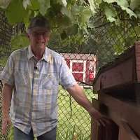 Nearly a dozen pet chickens found dead in Bountiful backyard