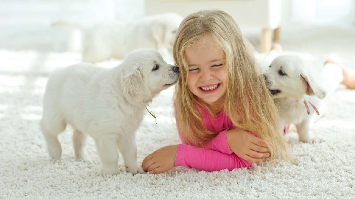 8 reasons carpet is a great flooring choice in your new or old home