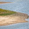 How an idea from the 1940s allows biologists to keep Utah fish safe in drought years