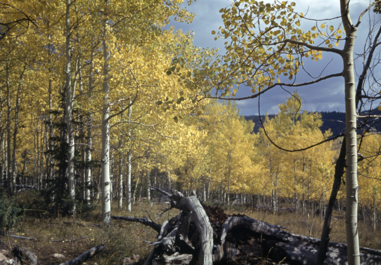 Aspen trees showing fall colors somewhere in southern Utah sometime between 1934 and 1949 within the Norman D. and Doris Nevills Photograph Collection.