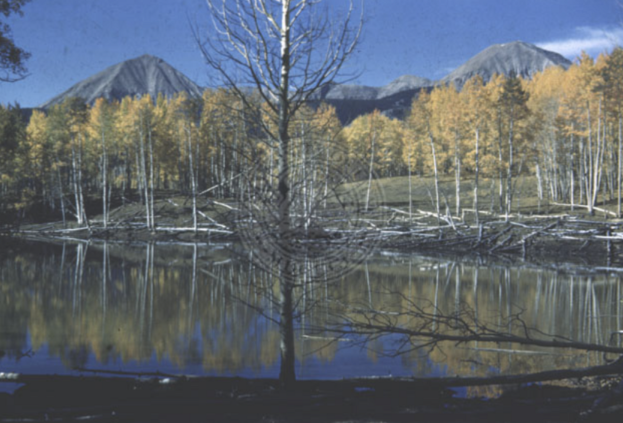 A photograph of fall colors in southern Utah taken sometime between 1937 and 1980 as a part of the Wayne Russell McConkie Photograph Collection.