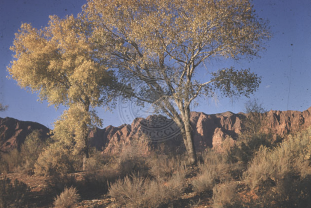 A photograph of fall colors in southern Utah taken sometime between 1937 and 1980 as a part of the Wayne Russell McConkie Photograph Collection.