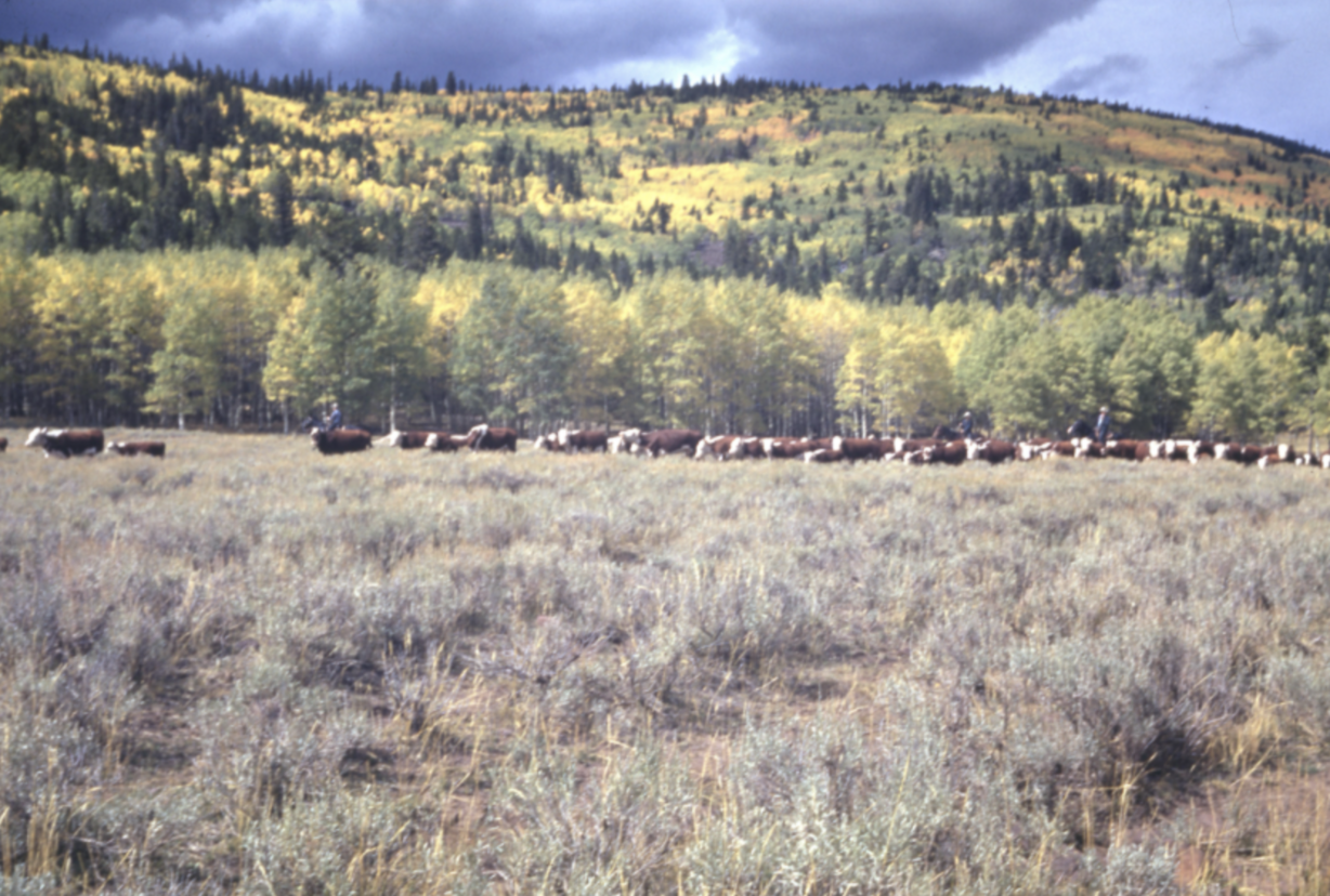 A photo from the 1940s of cattle in a field of sagebrush beneath hills showing fall colors, likely in southern Utah, within the Norman D. and Doris Nevills Photograph Collection.