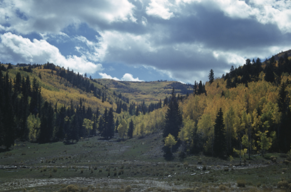 A photo taken during the 1940s showing showing fall foliage likely in southern Utah within the Norman D. and Doris Nevills Photograph Collection.