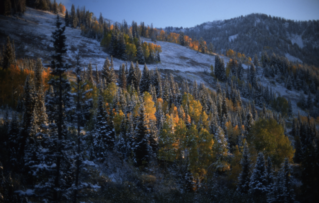 Fall colors and snow taken at Snowbird Resort in 1990 as a part of Utah State History's Snowbird Photograph Collection.