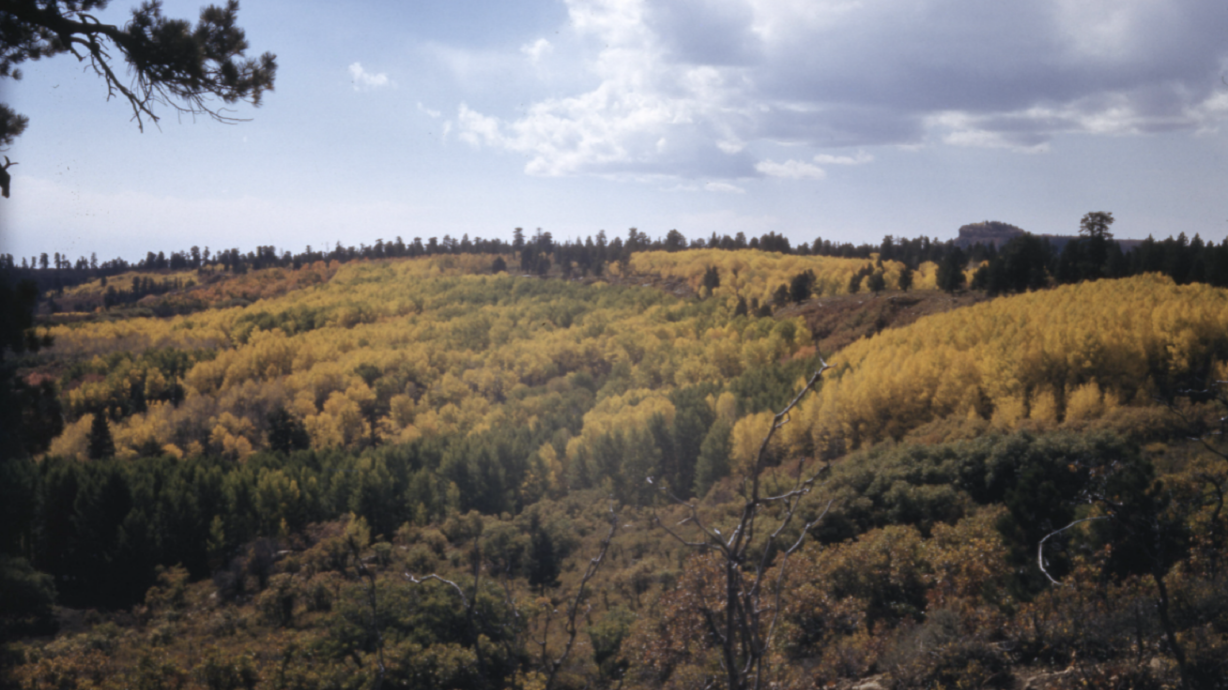 Aspen trees showing fall colors somewhere in southern Utah sometime between 1934 and 1949 within the Norman D. and Doris Nevills Photograph Collection.