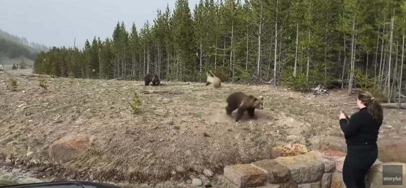 A Illinois woman will spend four days in jail after a video surfaced showing her staying too close to a grizzly bear mother and her cubs at Yellowstone National Park.