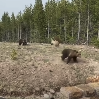 Woman sentenced for getting too close to bears at Yellowstone