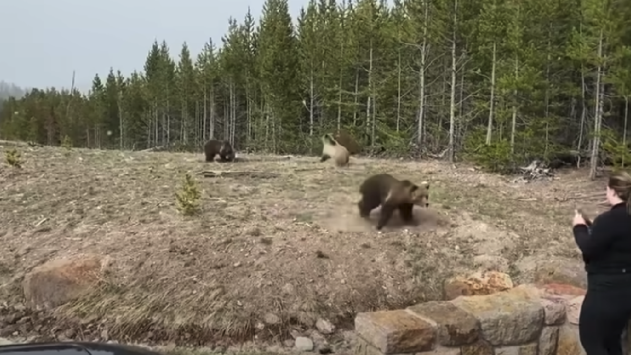 A Illinois woman will spend four days in jail after a video surfaced of her staying too close to a momma grizzly bear and her cubs at Yellowstone National Park.