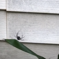 Have You Seen This? Spider goes boing, boing on its web