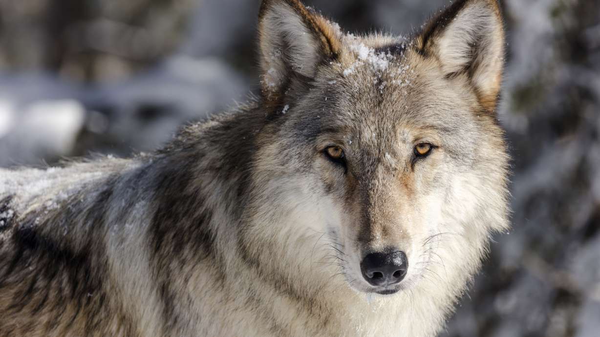 This Nov. 7, 2017 photo provided by the National Park Service shows a wolf in Yellowstone National Park, Wyo. State officials have agreed to reimburse hunters and trappers up to $200,000 for killing wolves in Idaho. The Idaho Department of Fish and Game late last month entered into an agreement with the nonprofit Foundation for Wildlife Management to pay the expenses incurred for killing wolves from July 1 through June 30, 2022.