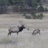 Elk roaming Colorado with tire around neck for 2 years freed