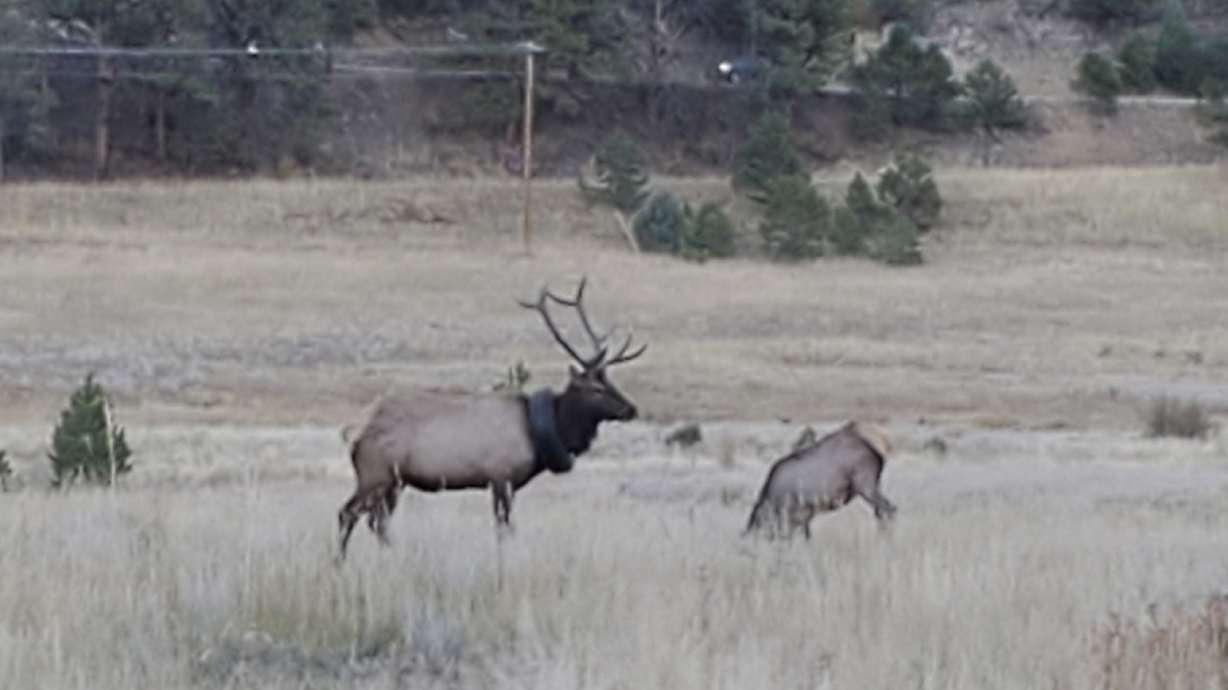 This undated photo provided by Colorado Parks and Wildlife shows an elusive elk that has been wandering the hills with a car tire around its neck for at least two years that has now finally been freed of the tire. The 4 1/2-year-old, 600-pound bull elk was spotted near Pine Junction southwest of Denver on Saturday, and tranquilized, according to Colorado Parks and Wildlife. CPW officers had to cut the elk’s five-point antlers off to remove the encumbrance because they couldn’t cut through the steel in the bead of the tire.