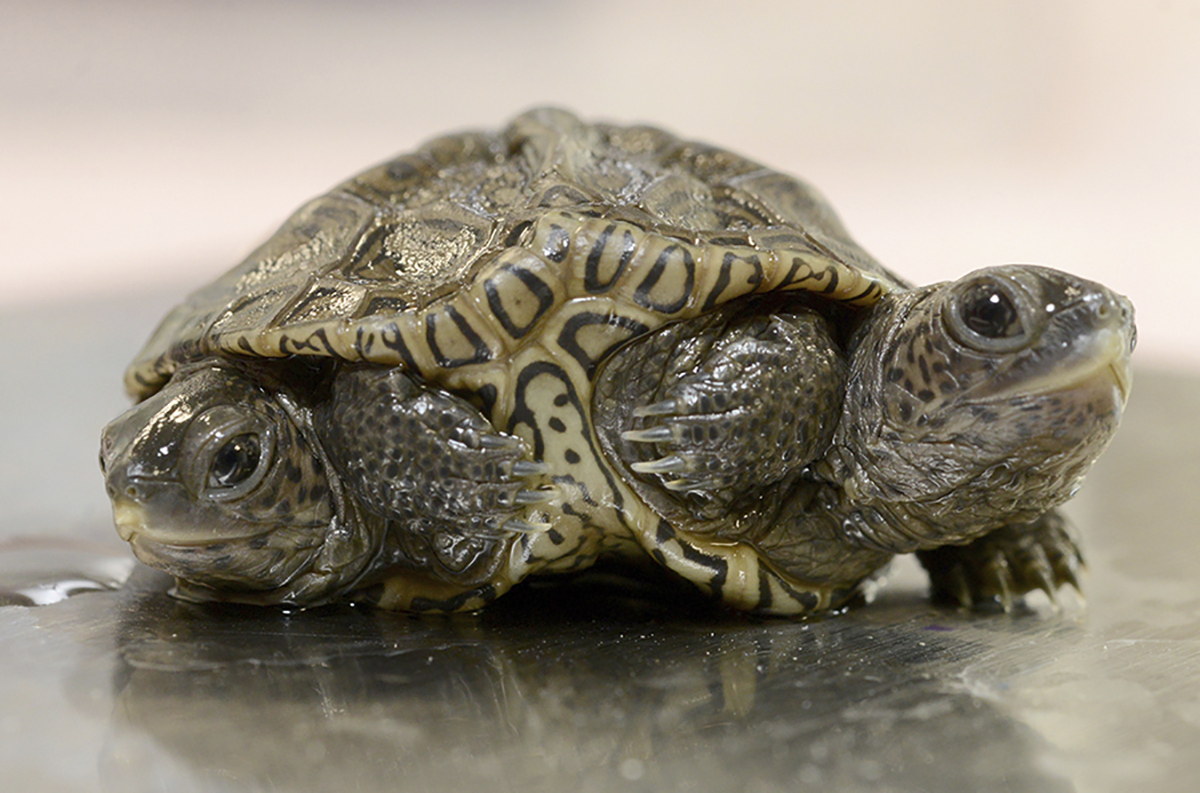 A two-headed diamondback terrapin is weighed at the Birdsey Cape Wildlife Center on Saturday, Oct. 9 in Barnstable, Mass., where the two-week-old animal is being treated. The turtle is alive and kicking — with all six of its legs — after hatching recently.