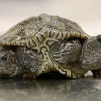 2-headed baby turtle thrives at Massachusetts animal refuge