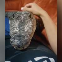 Have You Seen This? Someone should tell that guy his dog is a crocodile