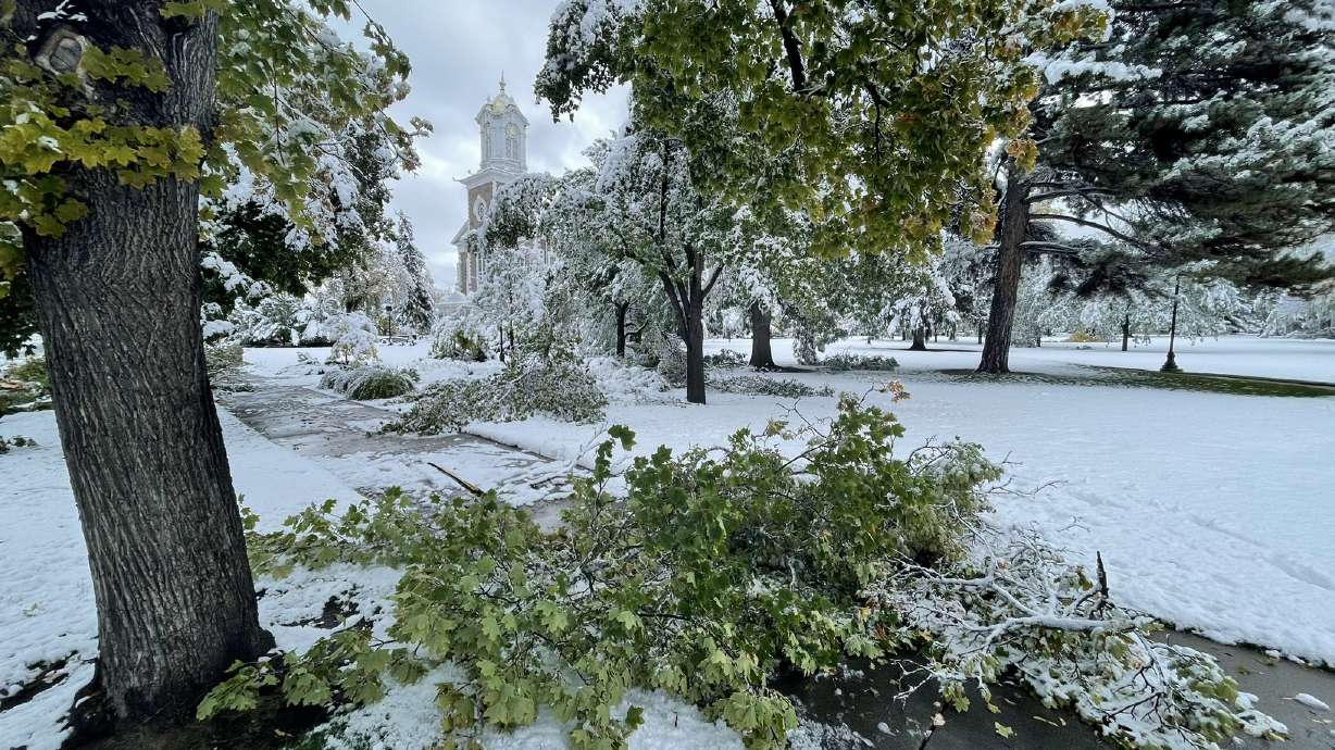 Downed tree limbs by the Logan Tabernacle in Logan on Tuesday. The city received close to a foot of snow overnight.