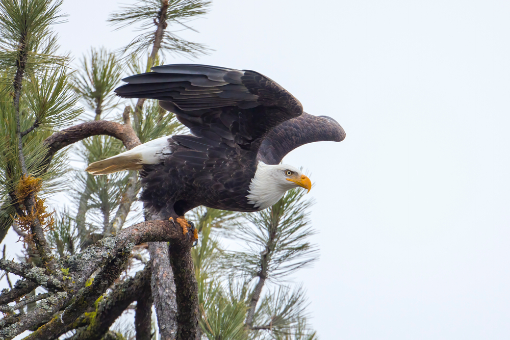 Fish and Game investigating death of bald eagle in eastern Idaho