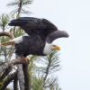 Fish and Game investigating death of bald eagle in eastern Idaho