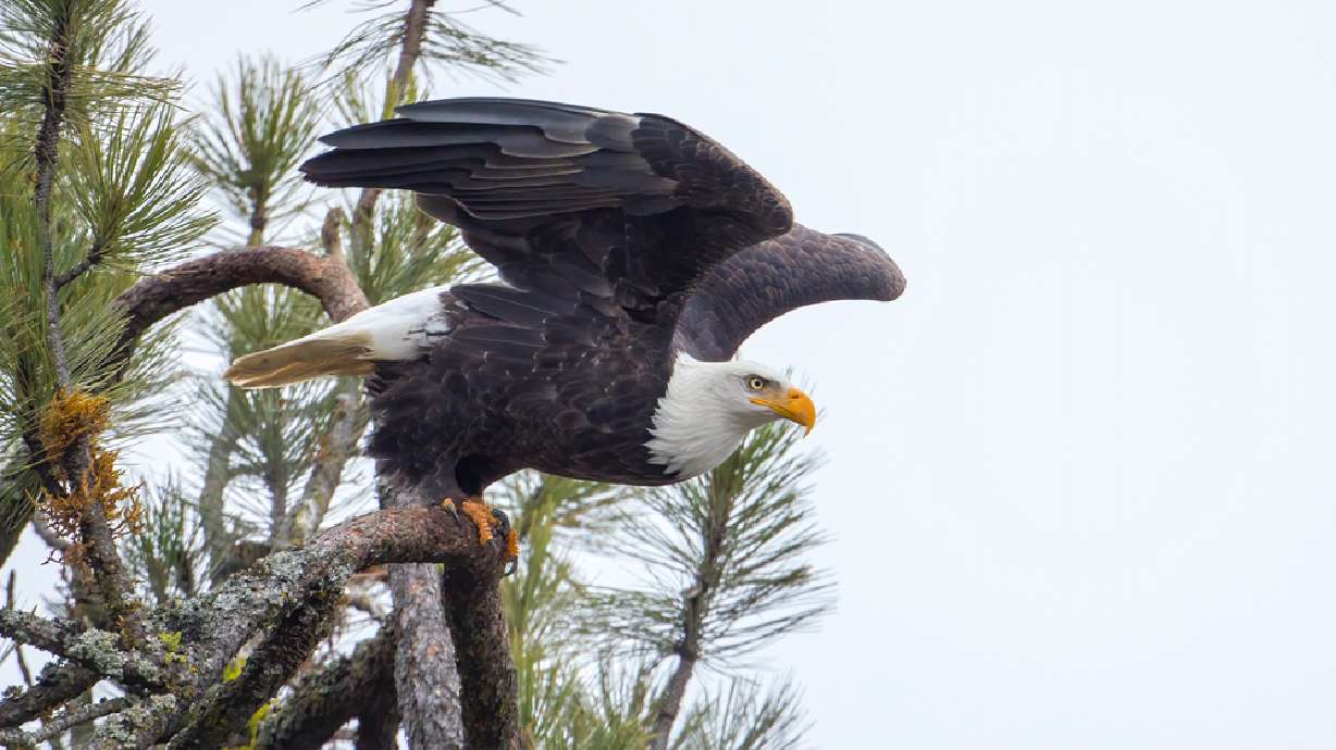 A bald eagle begins to take flight from a branch in north Idaho.