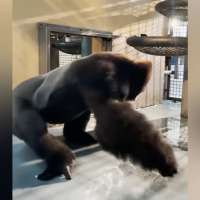 Have You Seen This? This gorilla has better moves than you ever will