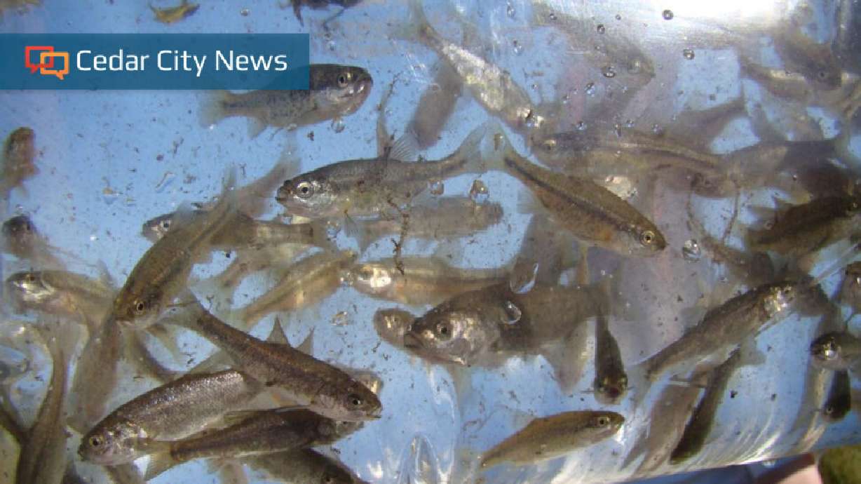 The least chub is a small minnow species native to Utah with just a handful of wild populations remaining.