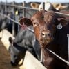Unhappy with prices, ranchers look to build own meat plants