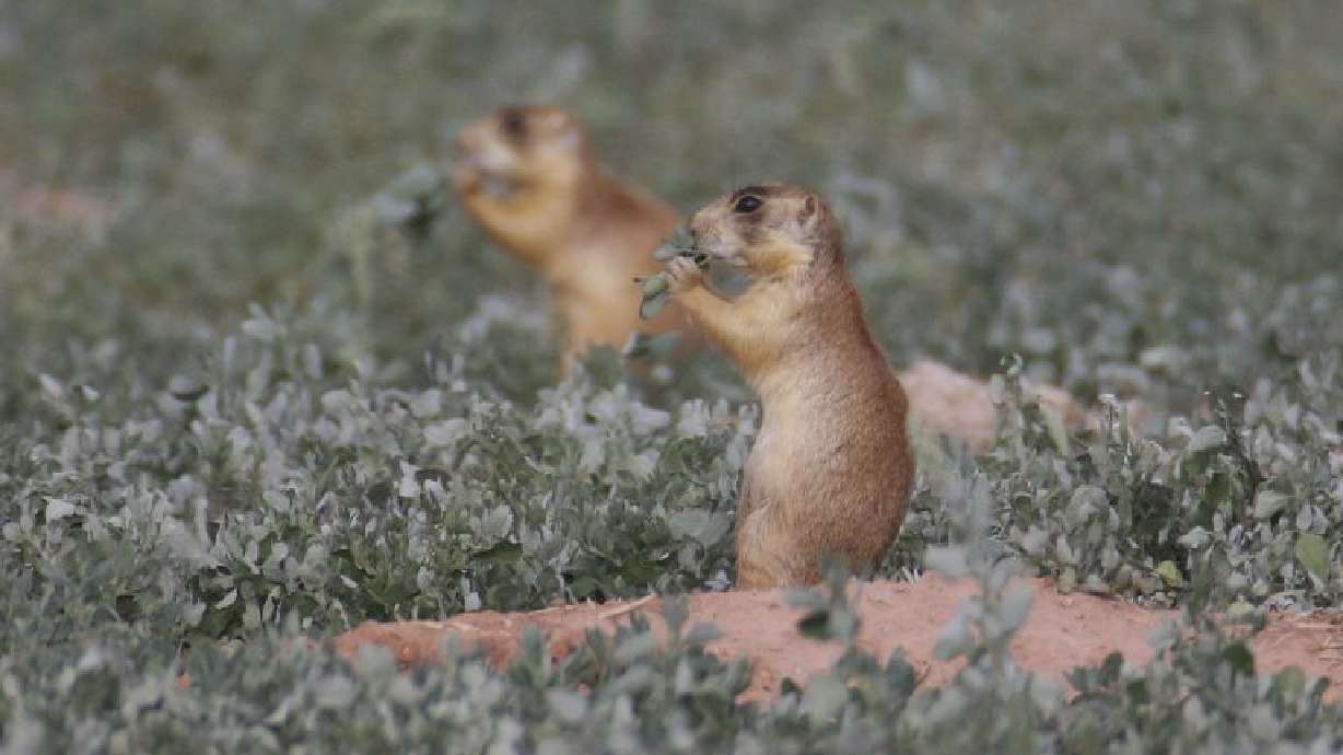 Prairie dogs in Southern Utah in August 2015. Wildlife officials have trapped prairie dogs in Cedar City to relocate them on public lands.
