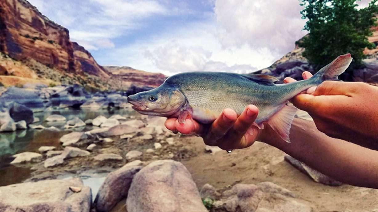 This undated photo provided by the U.S. Fish and Wildlife Service shows a humpback chub in the Colorado River in Colorado near the Utah border. The humpback chub, a rare fish found only in the Colorado River basin, has been brought back from the brink of extinction after decades of protection, though continued work is needed to ensure its survival, federal authorities said Monday, in reclassifying the species from endangered to threatened status.