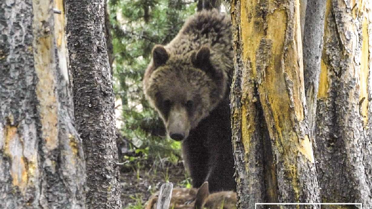 A grizzly bear in the woods. But there are plenty of reasons not to be afraid of the bear ... or any part of nature.