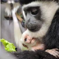 Colobus monkey (an endangered species) gives birth at Hogle Zoo