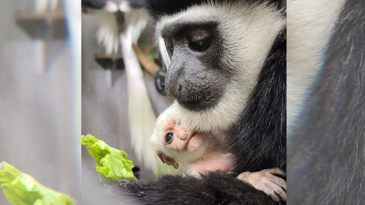 Dahlia, a colobus monkey housed at the Hogle Zoo, has given birth for the first time.