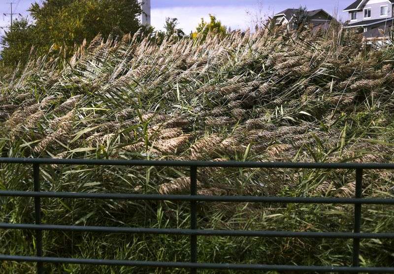 Phragmites grow near the shore of Utah Lake in Vineyard
on Thursday, Oct. 7, 2021.