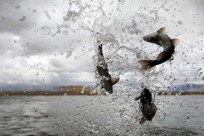 About 2,000 endangered June suckers, injected with
tiny, coded tracking tags, are released into the mouth of the Provo
River at Utah Lake State Park on Friday, May 17, 2019. After the
11-inch suckers are released, they’ll swim up the river to spawn.
In the process, their tracking tags will be scanned and recorded.
This technology gives biologists accurate data about fish survival
and attempts at reproduction.