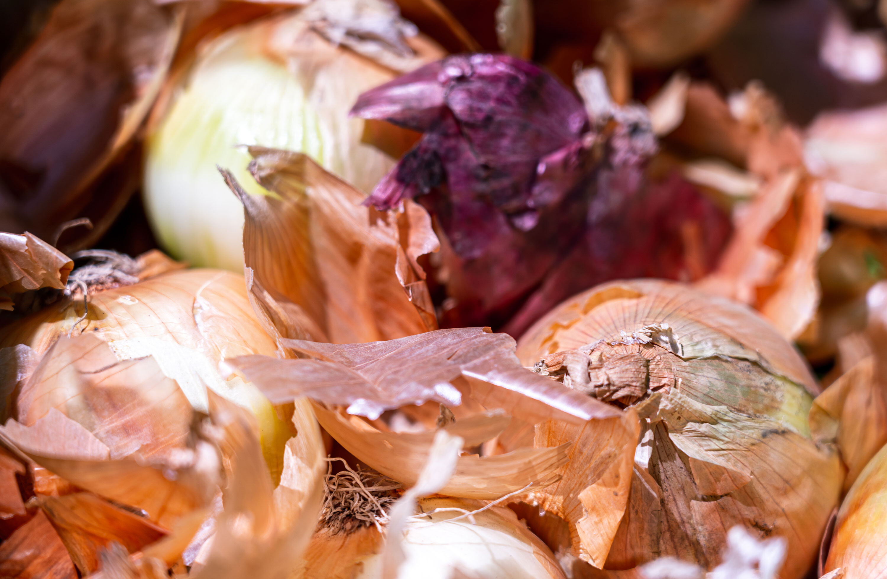 Fresh, whole onions are linked to a salmonella outbreak in the US.