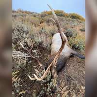 DWR investigates trophy-sized bull elk shot, left to waste in northern Utah