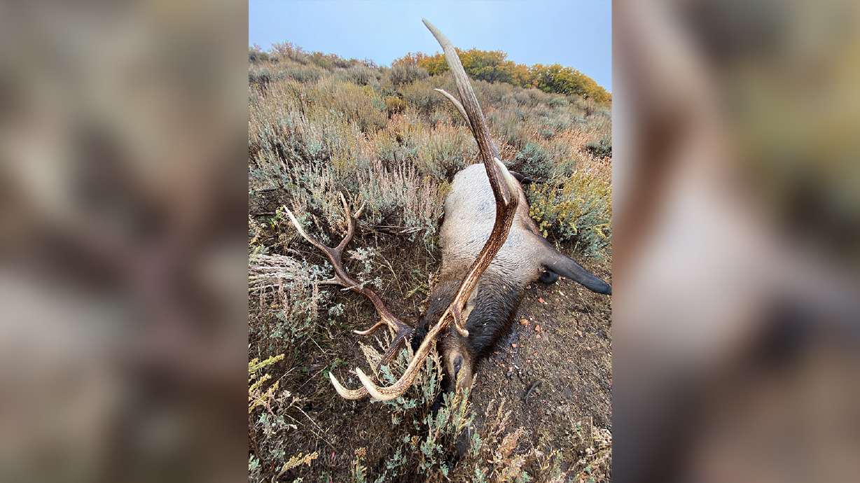 A trophy-size bull elk found illegally left to waste in Morgan County on Oct. 9.